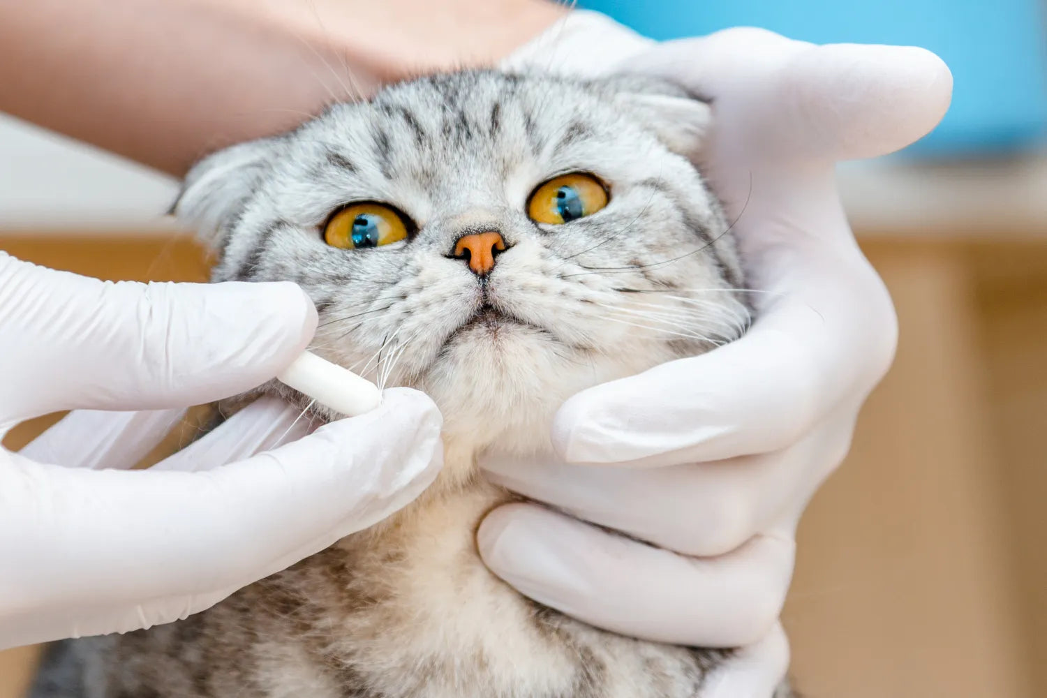 Easy Guide on How To Give a Cat a Pill