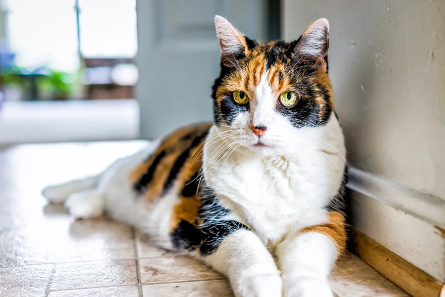 How Long Do Cats Live? From Kitten to Senior Cat Age Progression