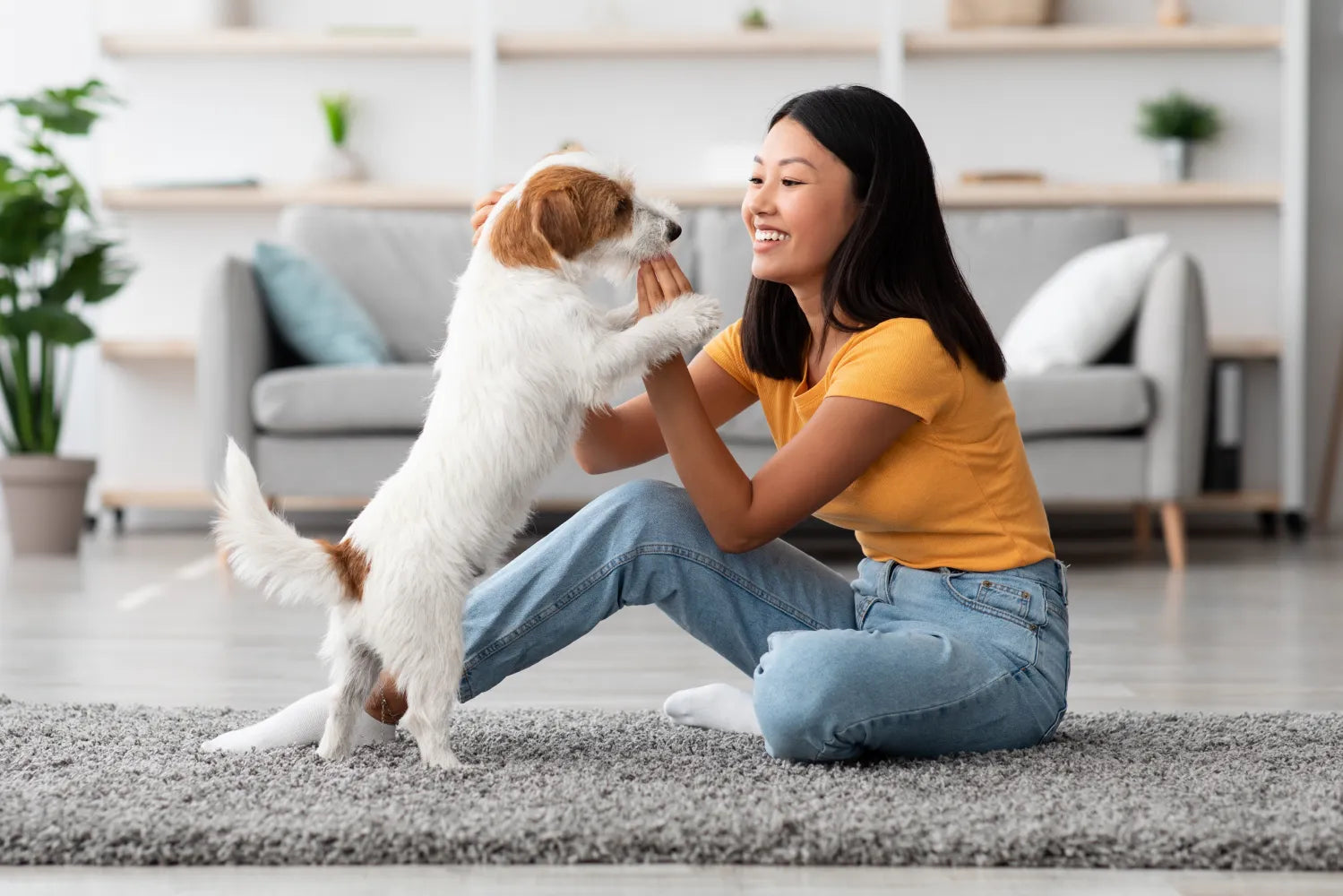 Impressive Tricks To Teach Your Dog at Home