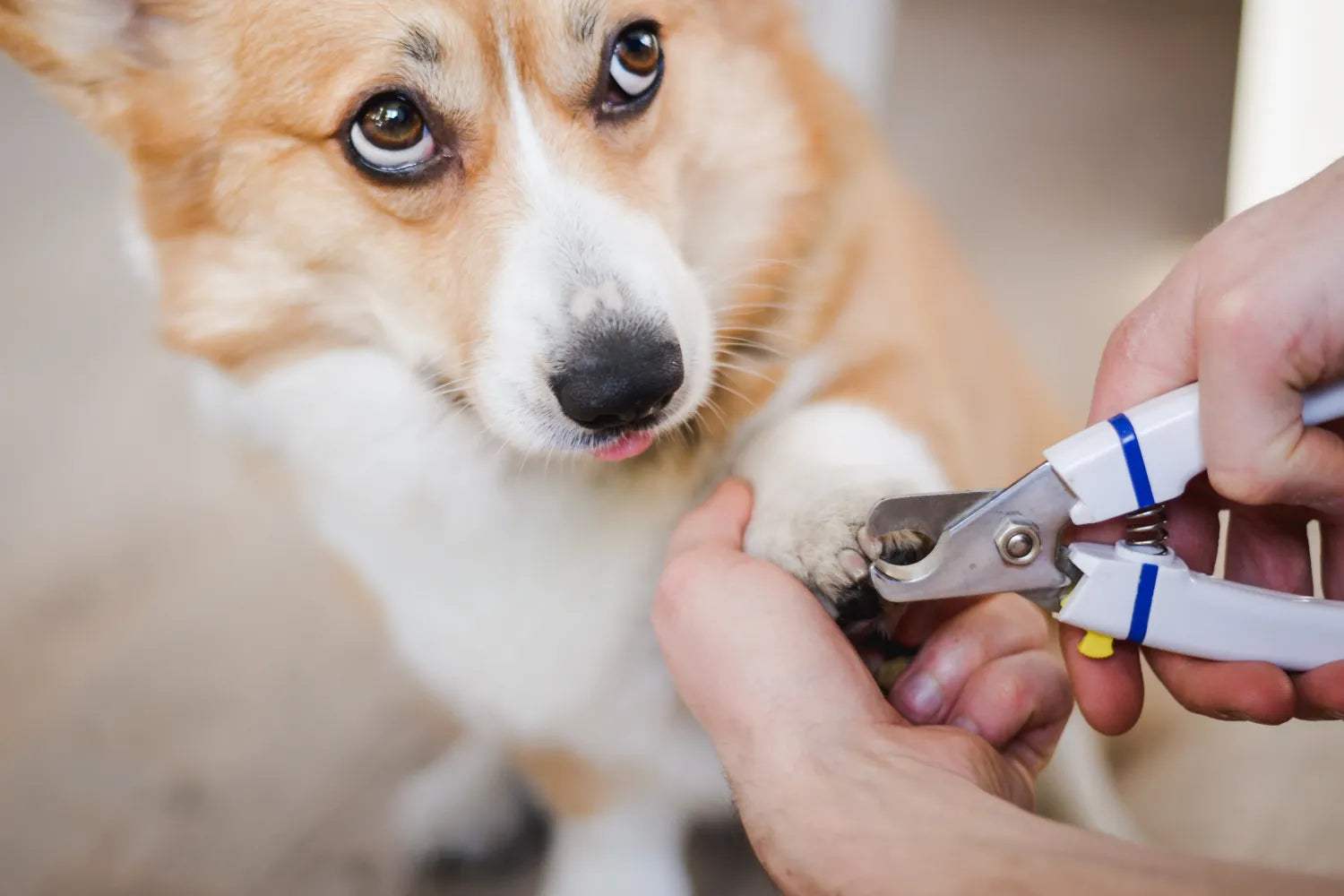 Dog Nail Trimming: Tips and Tricks for Safe and Easy Grooming – Antinol ...