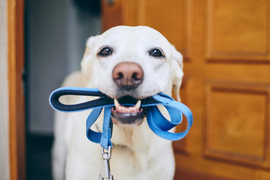 How Much Exercise Does Your Dog Need? Finding the Right Balance