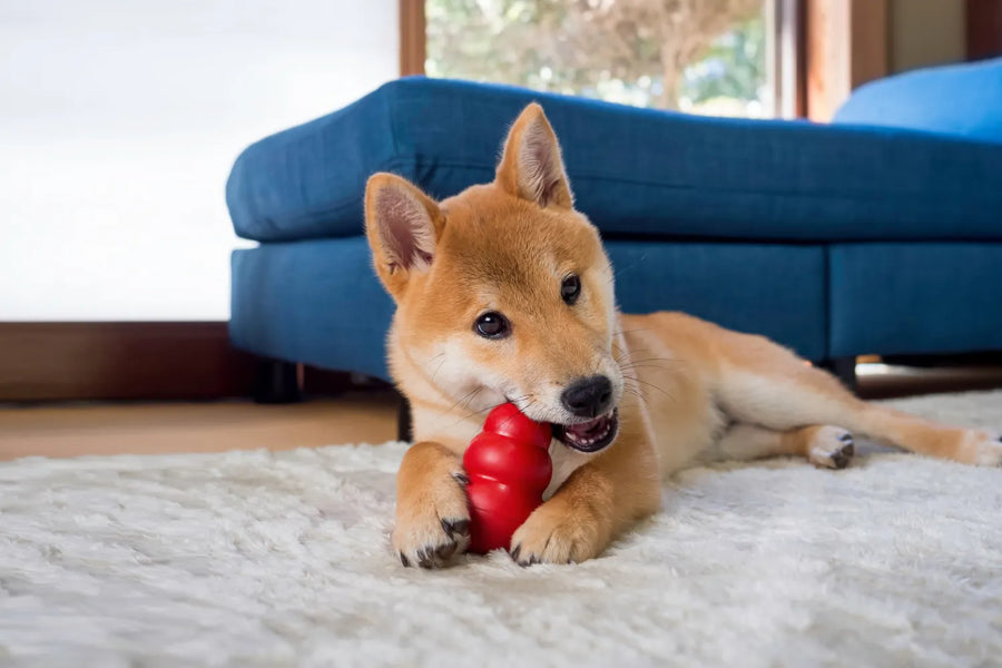 Indestructible Dog Toys for Power Chewers