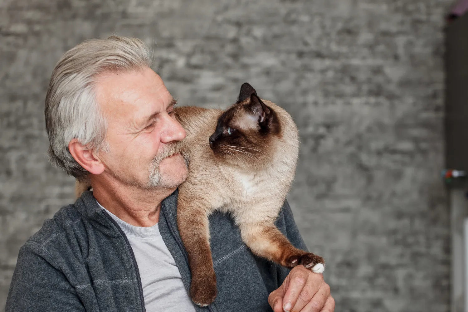 Senior Cat Information: Keeping Your Pet Healthy and Comfortable