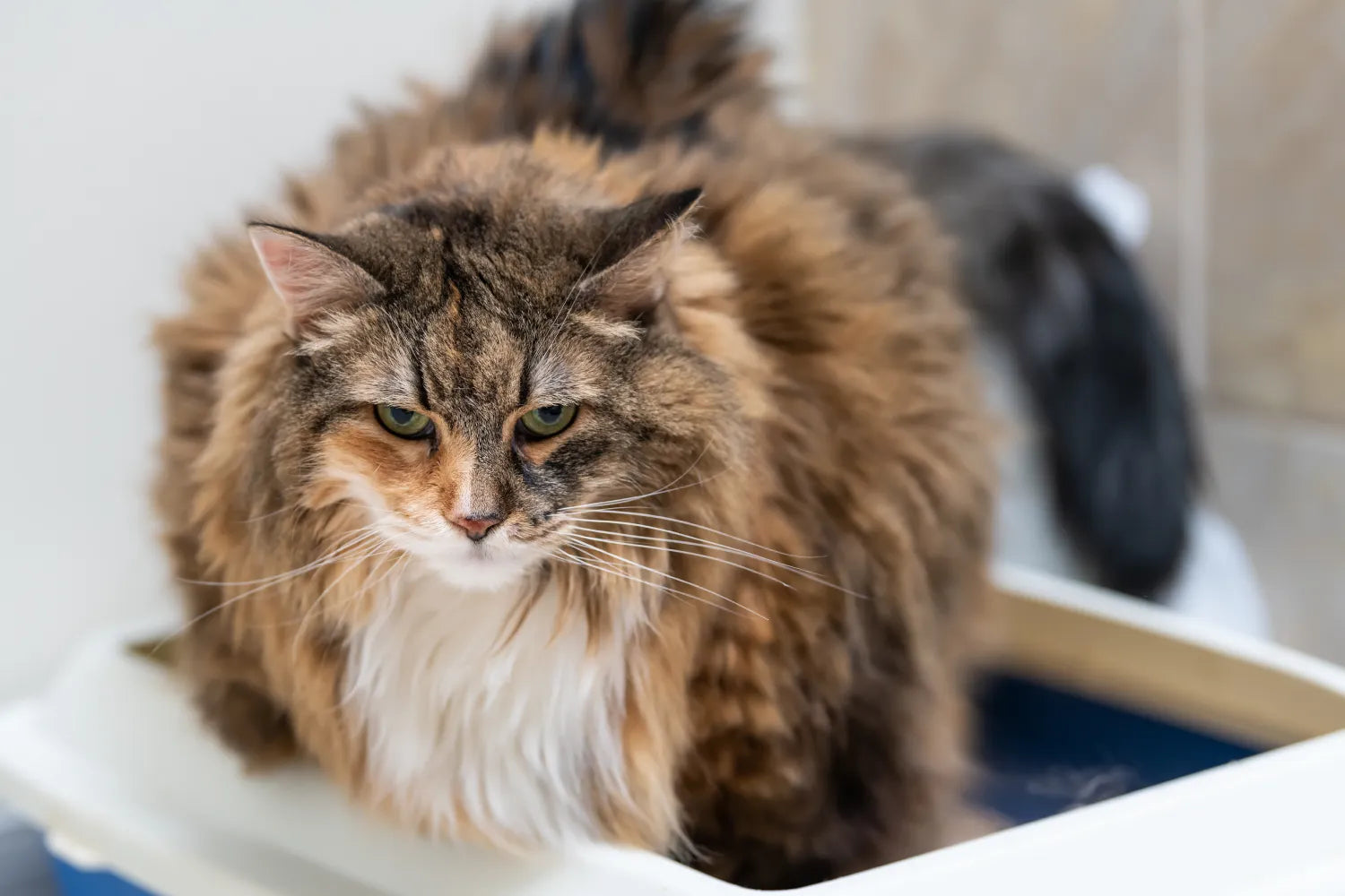 Make life easier for your senior cat with an accessible litter box. Learn how to choose, modify, and maintain the perfect setup for aging cats.