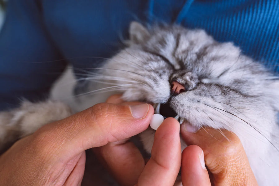 Vitamins for Cats: Supplements for Cat Health and Happiness