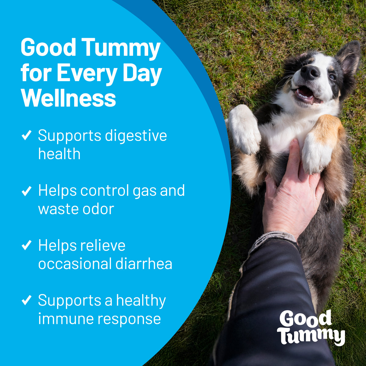 Good Tummy - 3-in-1 Pre, Pro, Postbiotic - 60ct