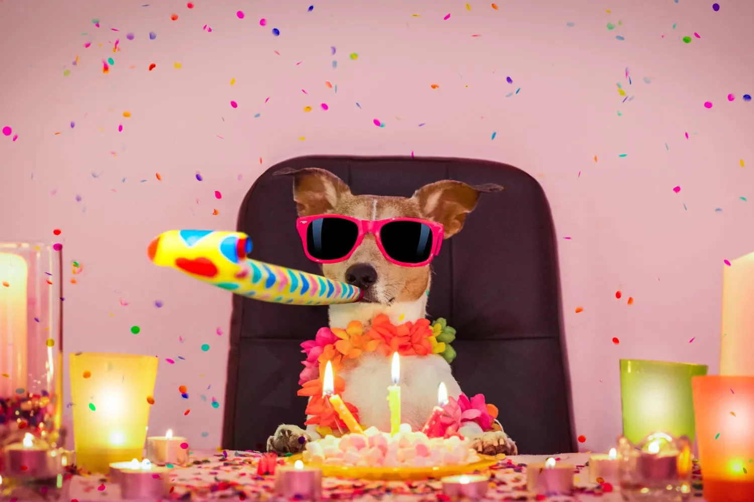 Fun and Creative Ideas for Celebrating Your Dog’s Birthday