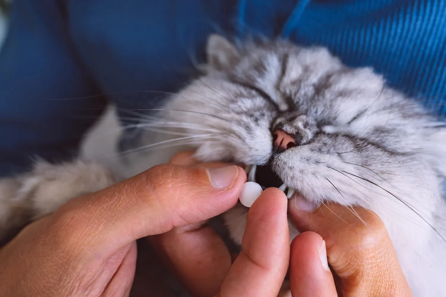 Vitamins for Cats: Supplements for Cat Health and Happiness