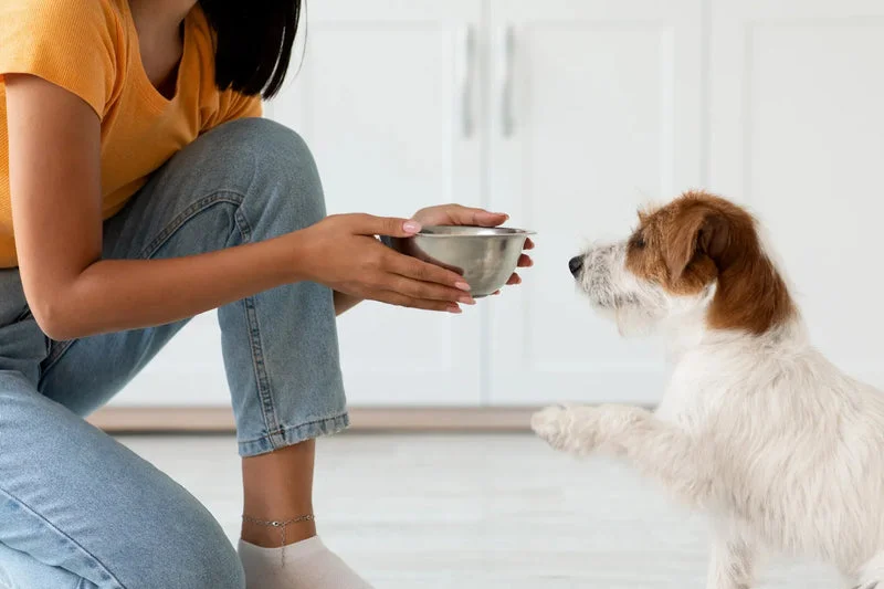 Tasty Dog Food Recipes for Every Breed and Age