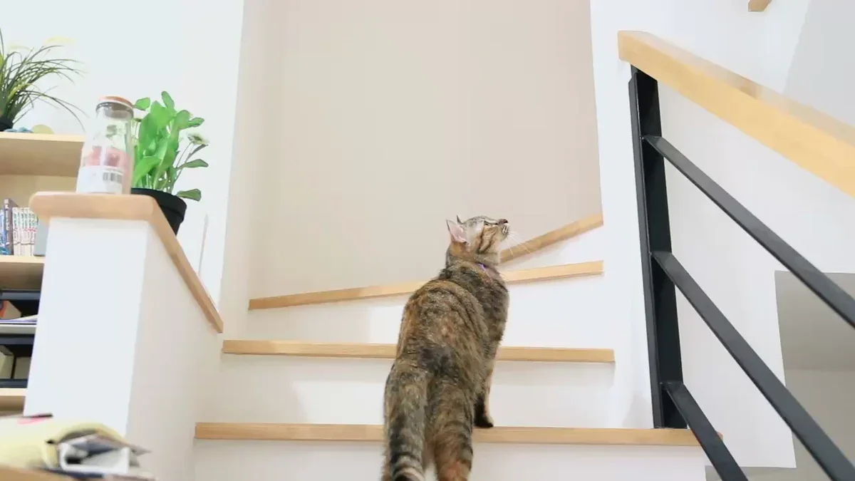 What Satisfied Pet Parents are Saying: