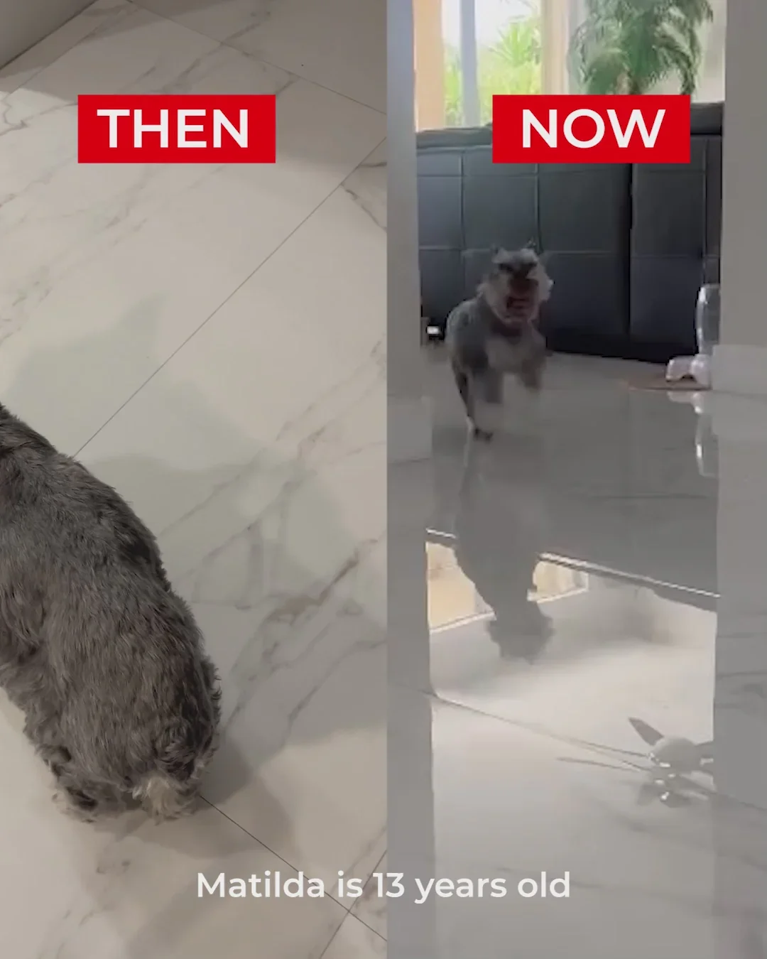What Satisfied Pet Parents are Saying: