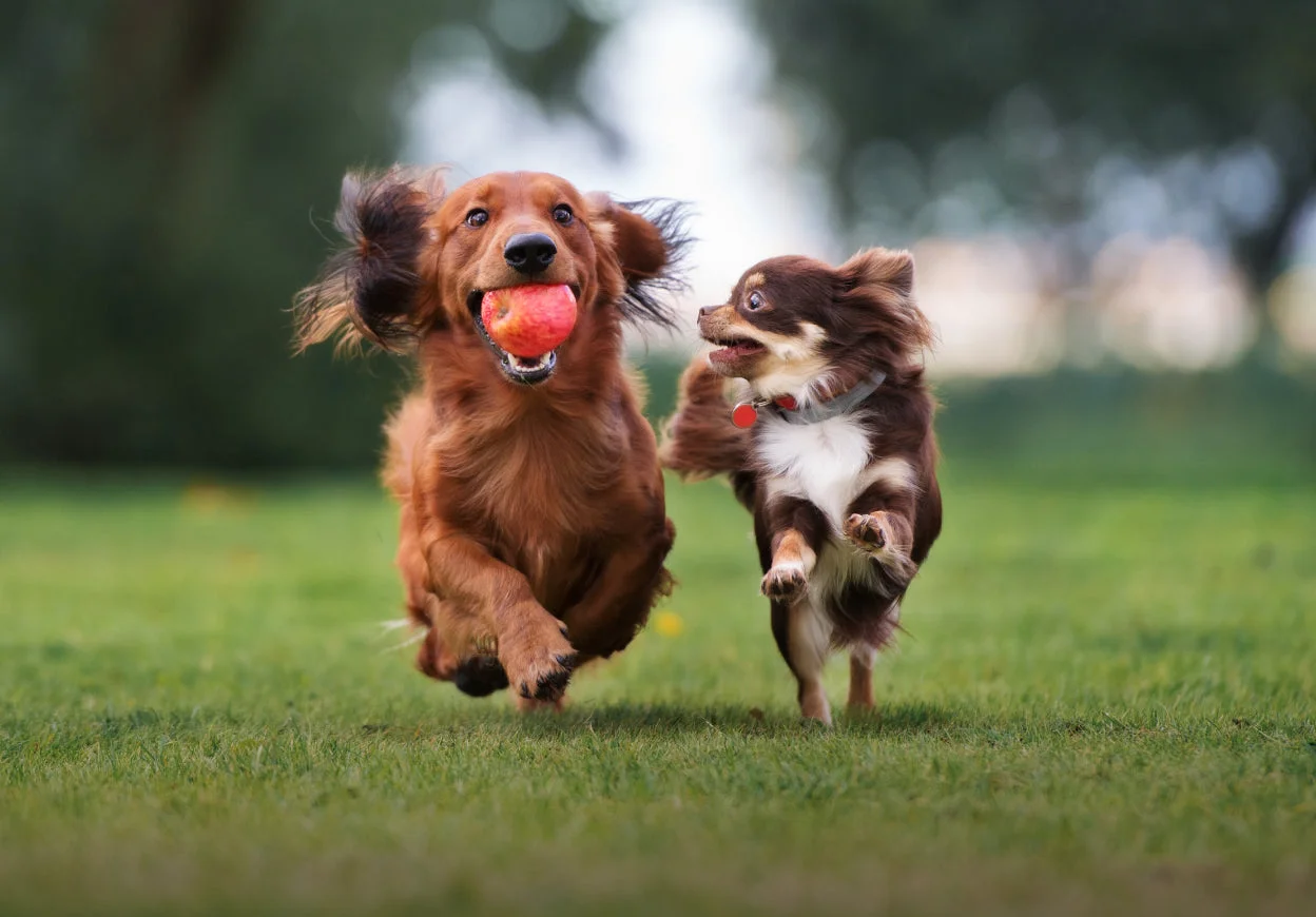 Keep Happiness in Motion